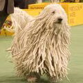Komondor