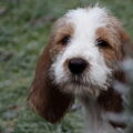 Grands Bassets Griffons Vendéens