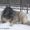 Kaukasische Owcharka