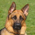 Duitse Herder