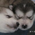 Alaskan Malamute