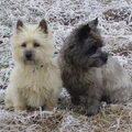 Cairn Terrier