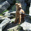 Ierse Terrier