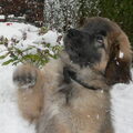 Leonberger