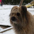 Pyrenese Herdershond