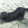 mijn doesje Chièra haar lol kan niet op; water, zand en haar doezenvriendinnetje uit nodigen om nog meer zandpret!!!!