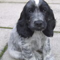 Engelse Cocker Spaniel