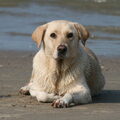 Labrador