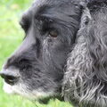 Engelse Cocker Spaniel