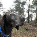 Duitse Staande Hond, Korthaar