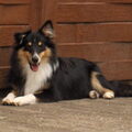 Sheltie