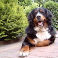 Berner Sennenhond