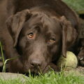 Labrador