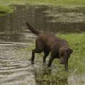 Labrador