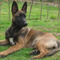 Mechelse Herder