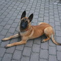 Mechelse Herder
