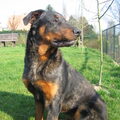 Beauceron