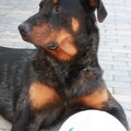 Beauceron