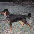Beauceron
