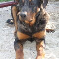 Beauceron