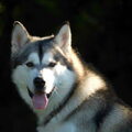 Alaskan Malamute
