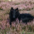 Groenendaeler
