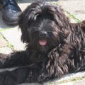 Labradoodle