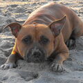 Staffordshire Bull Terrier
