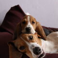 Basset Hound