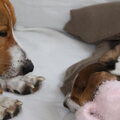 Basset Hound