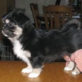 Tibetaanse Spaniel