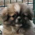 Tibetaanse Spaniel