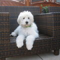 Labradoodle