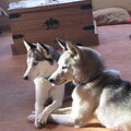 Siberische Husky