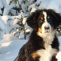 Berner Sennenhond