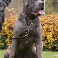 Cane Corso Italiano