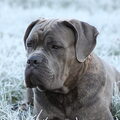 Cane Corso Italiano