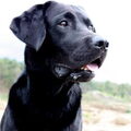 Labrador