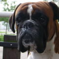 Boxer