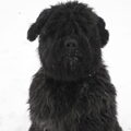 Bouvier