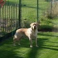 Labrador