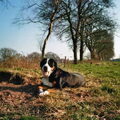 Grote Zwitserse Sennenhond