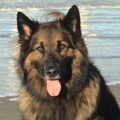 Oud Duitse Herdershond