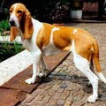 Schwyzer Laufhund