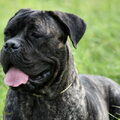 Cane Corso Italiano