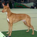 Pharao hond