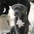 Cane Corso Italiano