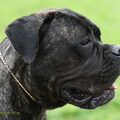 Cane Corso Italiano
