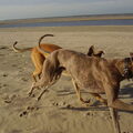 Whippet