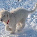 Komondor